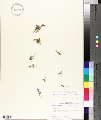 Spirodela punctata image