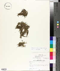 Spirodela punctata image