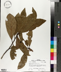 Persea palustris image
