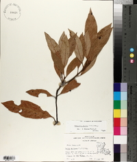 Persea palustris image