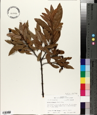 Persea palustris image