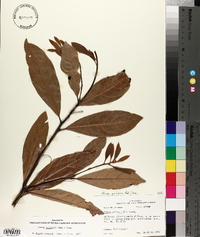 Persea borbonia image