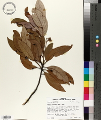 Persea palustris image