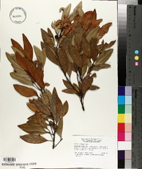 Persea humilis image