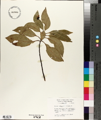 Persea borbonia image