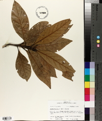 Persea palustris image