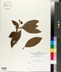 Persea palustris image