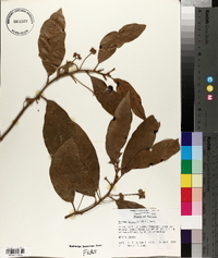 Persea palustris image