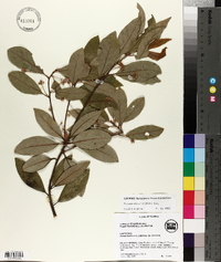 Persea palustris image