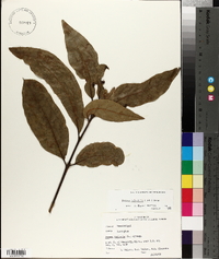 Persea palustris image
