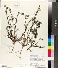 Mentzelia multiflora image