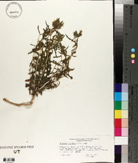 Mentzelia multiflora image