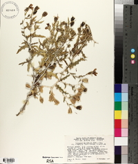 Mentzelia multiflora image