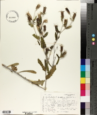 Mentzelia multiflora image