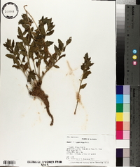 Mentzelia oligosperma image