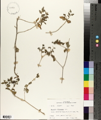 Mentzelia oligosperma image
