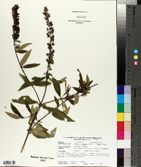 Buddleja davidii image
