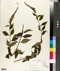 Buddleja lindleyana image