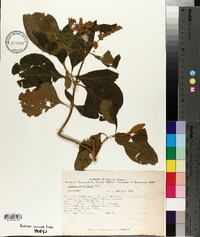 Buddleja sessiliflora image