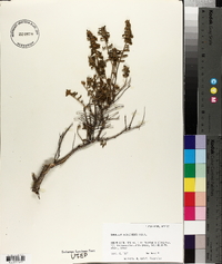 Buddleja scordioides image