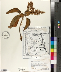 Buddleja cordata image