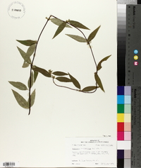 Gelsemium sempervirens image