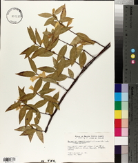 Gelsemium sempervirens image