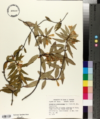 Gelsemium sempervirens image