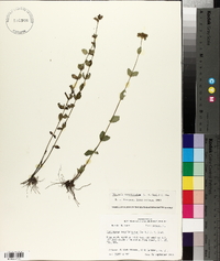 Mitreola sessilifolia image