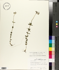 Mitreola sessilifolia image