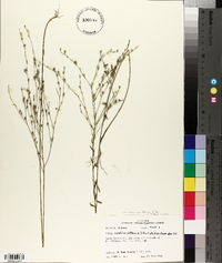 Linum medium var. texanum image