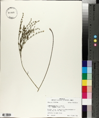 Linum medium var. texanum image