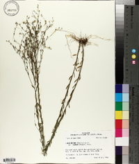 Linum medium var. texanum image