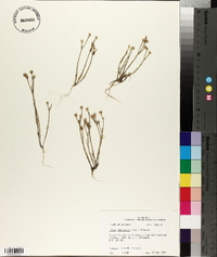 Linum imbricatum image