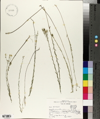 Linum floridanum image