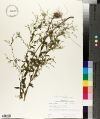 Linum striatum image