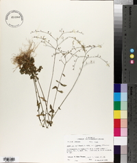 Linum medium var. texanum image