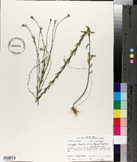 Linum medium var. texanum image