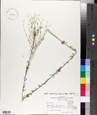 Linum medium image