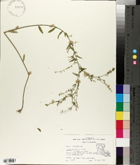 Linum striatum image