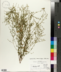 Linum striatum image