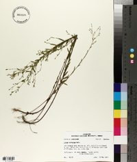 Linum striatum image