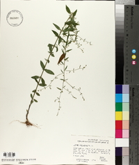 Linum striatum image