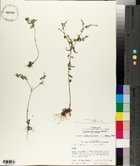 Linum striatum image