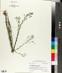 Linum medium image