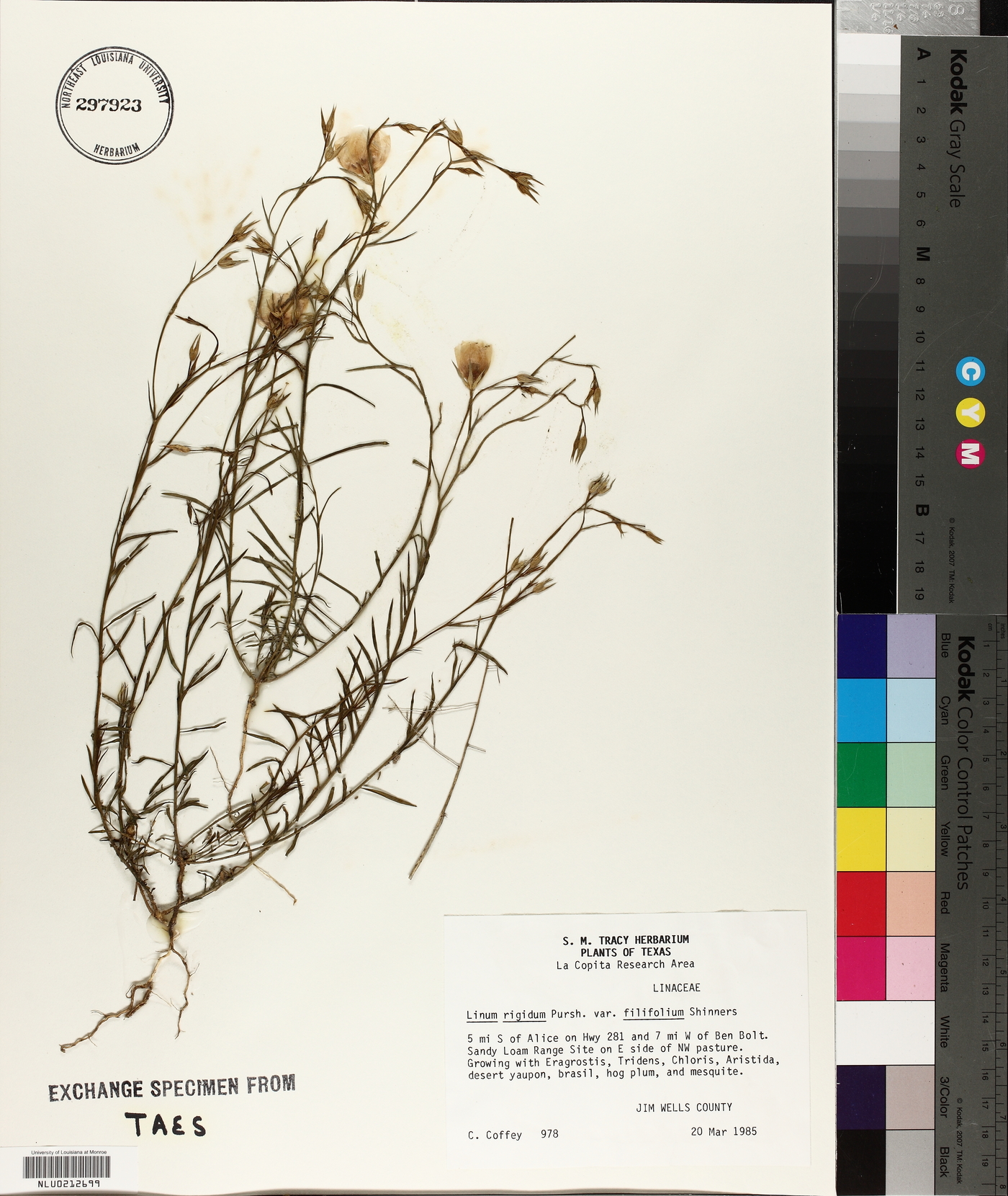 Linum rigidum var. filifolium image