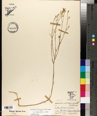 Linum rigidum image