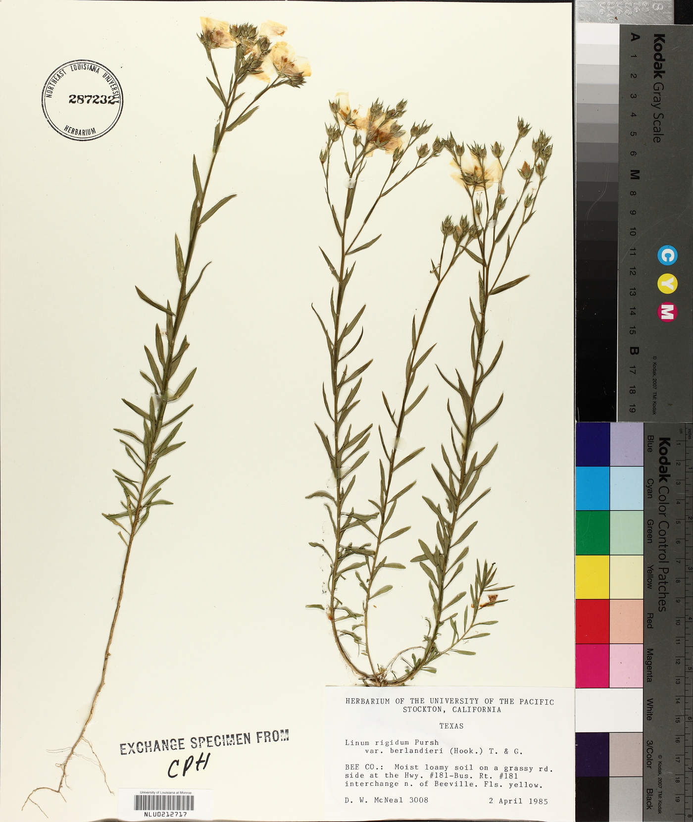 Linum berlandieri var. berlandieri image