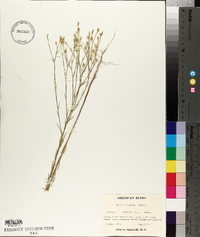 Linum rigidum image