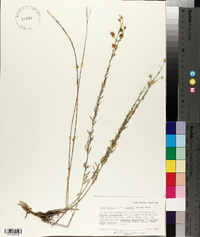 Linum lewisii image